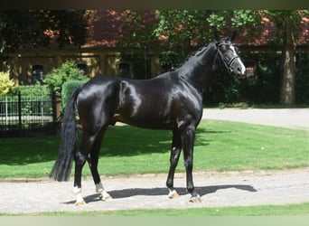 Westfaliano, Caballo castrado, 1 año, 168 cm, Castaño oscuro