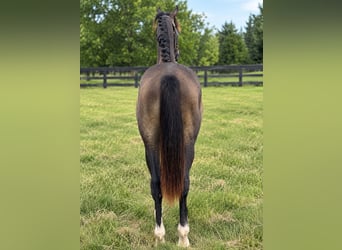 Westfaliano, Caballo castrado, 1 año, 168 cm, Tordo