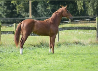 Westfaliano, Caballo castrado, 1 año, Alazán