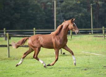 Westfaliano, Caballo castrado, 1 año, Alazán