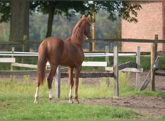 Westfaliano, Caballo castrado, 1 año, Alazán