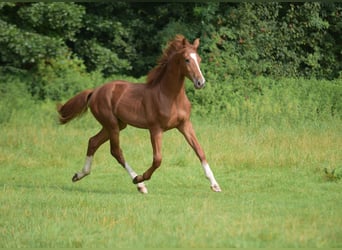 Westfaliano, Caballo castrado, 1 año, Alazán