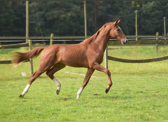 Westfaliano, Caballo castrado, 1 año, Alazán