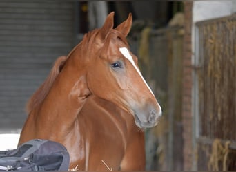 Westfaliano, Caballo castrado, 1 año, Alazán