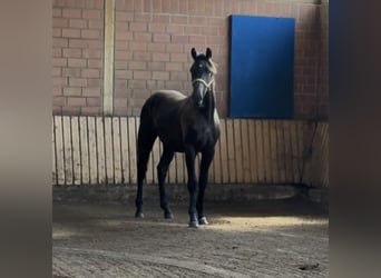 Westfaliano, Caballo castrado, 1 año