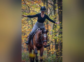 Westfaliano, Caballo castrado, 20 años, 176 cm, Alazán-tostado