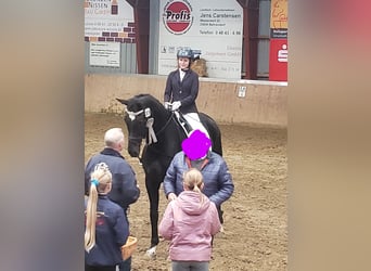 Westfaliano, Caballo castrado, 20 años, 176 cm, Negro