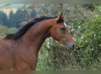 Westfaliano, Caballo castrado, 2 años, 155 cm, Musgo