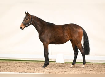 Westfaliano, Caballo castrado, 2 años, 156 cm, Castaño