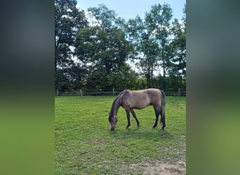 Westfaliano, Caballo castrado, 2 años, 156 cm, Musgo