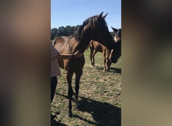 Westfaliano, Caballo castrado, 2 años, 161 cm, Castaño oscuro