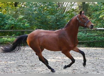 Westfaliano, Caballo castrado, 2 años, 164 cm, Castaño