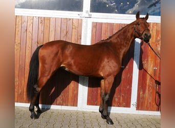 Westfaliano, Caballo castrado, 2 años, 164 cm, Castaño