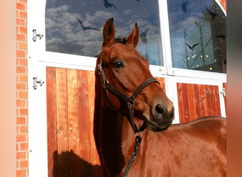 Westfaliano, Caballo castrado, 2 años, 164 cm, Castaño