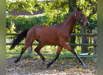 Westfaliano, Caballo castrado, 2 años, 164 cm, Castaño