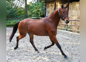 Westfaliano, Caballo castrado, 2 años, 164 cm, Castaño