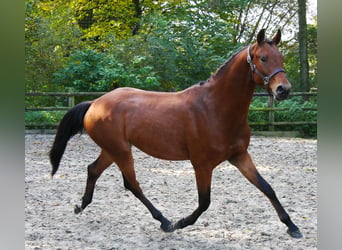 Westfaliano, Caballo castrado, 2 años, 164 cm, Castaño