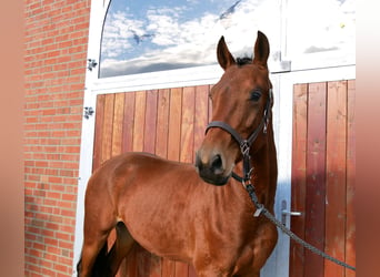 Westfaliano, Caballo castrado, 2 años, 164 cm, Castaño