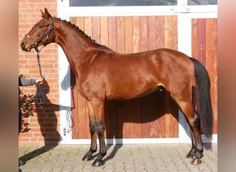 Westfaliano, Caballo castrado, 2 años, 164 cm, Castaño