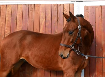 Westfaliano, Caballo castrado, 2 años, 164 cm, Castaño