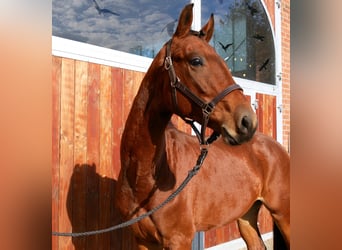 Westfaliano, Caballo castrado, 2 años, 164 cm, Castaño