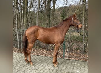 Westfaliano, Caballo castrado, 2 años, 167 cm, Alazán
