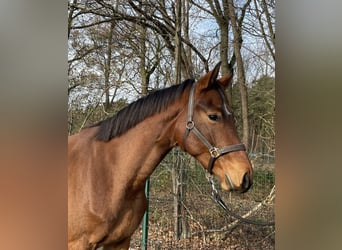 Westfaliano, Caballo castrado, 2 años, 167 cm, Castaño