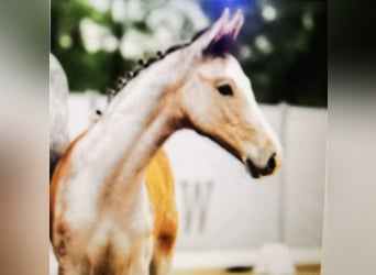 Westfaliano, Caballo castrado, 2 años, 167 cm, Tordo