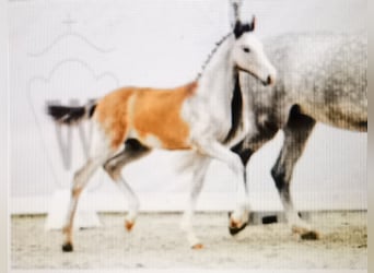 Westfaliano, Caballo castrado, 2 años, 167 cm, Tordo