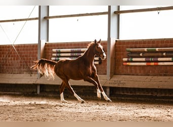Westfaliano, Caballo castrado, 2 años, 170 cm, Alazán