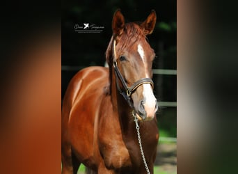 Westfaliano, Caballo castrado, 2 años, 172 cm, Alazán-tostado