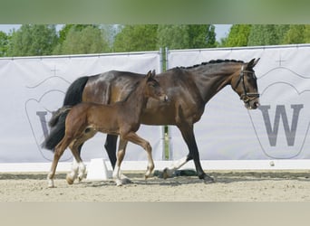 Westfaliano, Caballo castrado, 2 años, Castaño oscuro