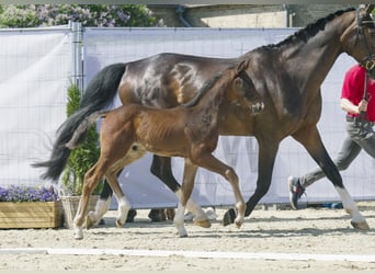 Westfaliano, Caballo castrado, 2 años, Castaño oscuro