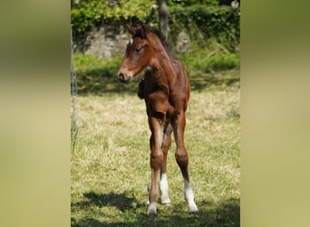 Westfaliano, Caballo castrado, 2 años, Castaño oscuro