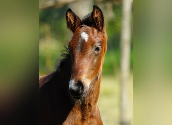 Westfaliano, Caballo castrado, 2 años, Castaño oscuro