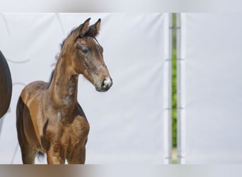 Westfaliano, Caballo castrado, 2 años, Castaño oscuro