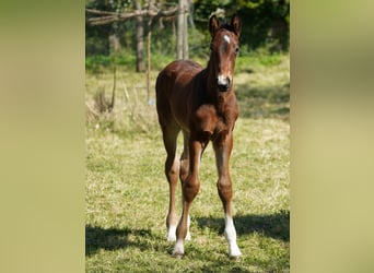 Westfaliano, Caballo castrado, 2 años, Castaño oscuro