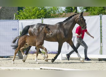 Westfaliano, Caballo castrado, 2 años, Castaño oscuro