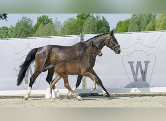 Westfaliano, Caballo castrado, 2 años, Castaño oscuro