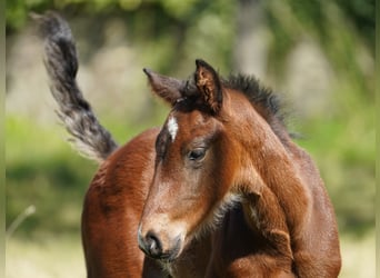 Westfaliano, Caballo castrado, 2 años, Castaño oscuro