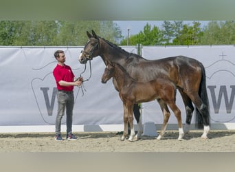 Westfaliano, Caballo castrado, 2 años, Castaño oscuro