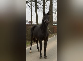 Westfaliano, Caballo castrado, 2 años, Morcillo