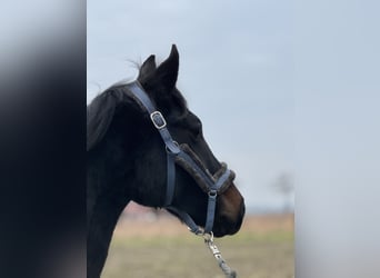 Westfaliano, Caballo castrado, 2 años, Morcillo