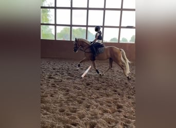 Westfaliano, Caballo castrado, 3 años, 145 cm, Palomino