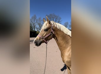 Westfaliano, Caballo castrado, 3 años, 145 cm, Palomino