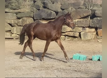 Westfaliano, Caballo castrado, 3 años, 160 cm, Alazán rojizo