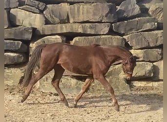 Westfaliano, Caballo castrado, 3 años, 160 cm, Alazán rojizo