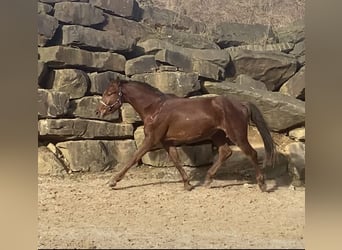 Westfaliano, Caballo castrado, 3 años, 160 cm, Alazán rojizo