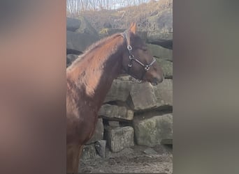 Westfaliano, Caballo castrado, 3 años, 160 cm, Alazán rojizo