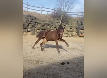 Westfaliano, Caballo castrado, 3 años, 160 cm, Alazán rojizo